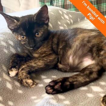 Squeak -  Domestic Short Hair Cat for Adoption in Pleasant Hill, California - Squeak | PetCurious