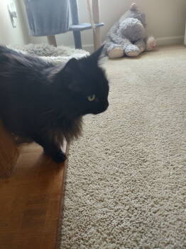 Rescue Domestic Long Hair Cats for Adoption in Greenville, South Carolina - Furrgie LB | PetCurious