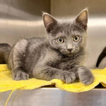 Catamaran -  Domestic Short Hair Cat for Adoption in Wheaton, Illinois - Catamaran | PetCurious