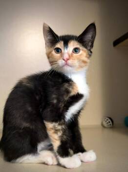 Nesta -  Domestic Short Hair Cat for Adoption in Los Angeles, California - Nesta | PetCurious