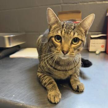 Don Henley -  Domestic Short Hair Cat for Adoption in Tuscaloosa, Alabama - Don Henley | PetCurious