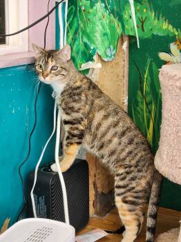 Rescue Torbie Cats for Adoption in Kelso, Washington - Camilla | PetCurious