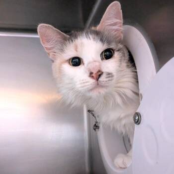 Domestic Medium Hair Cats Available for Adoption in Providence, Rhode Island - Laila | PetCurious