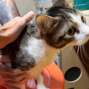 Domestic Short Hair Cats Available for Adoption in Madisonville, Kentucky - Baby | PetCurious