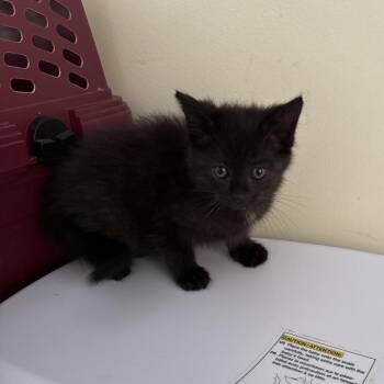Cowboy -  Domestic Medium Hair and Domestic Short Hair Cat for Adoption in Galax, Virginia - Cowboy | PetCurious