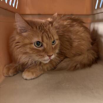 Domestic Long Hair Cats Available for Adoption - Muffin | PetCurious