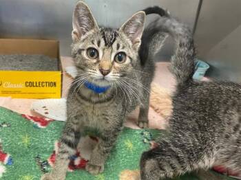 LUIGI -  Domestic Short Hair Cat for Adoption in Fort Wayne, Indiana - LUIGI | PetCurious