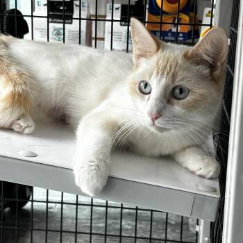 Siamese and Snowshoe Cats Available for Adoption in Marble Falls, Texas - Dutchess | PetCurious