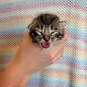 Domestic Short Hair Cats Available for Adoption in Sand Springs, Oklahoma - Bambi | PetCurious