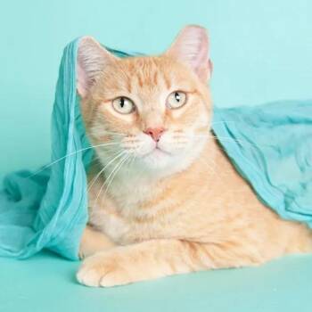 Honey -  Domestic Short Hair Cat for Adoption in Pearland, Texas - Honey | PetCurious