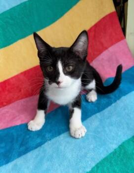 Digit -  Domestic Short Hair Cat for Adoption in Warren, Pennsylvania - Digit | PetCurious