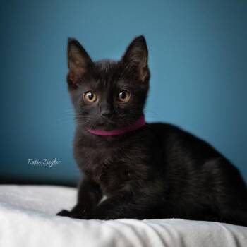 Pollyanna -  Extra Toes Cat Hemingway Polydactyl and Domestic Short Hair Cat for Adoption in Brownsboro, Alabama - Pollyanna | PetCurious