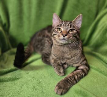 Rescue Domestic Short Hair Cats for Adoption in Stoughton, Wisconsin - Fishlegs | PetCurious