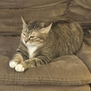 Luna Beth -  Domestic Short Hair Cat for Adoption in Wichita, Kansas - Luna Beth | PetCurious