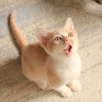 Kryptonite Tuft 8 -  Domestic Short Hair Cat for Adoption in Austin, Texas - Kryptonite Tuft 8 | PetCurious