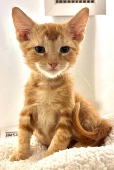 Guy-Lenda 930-26 -  Domestic Short Hair Cat for Adoption in Cumming, Georgia - Guy-Lenda 930-26 | PetCurious