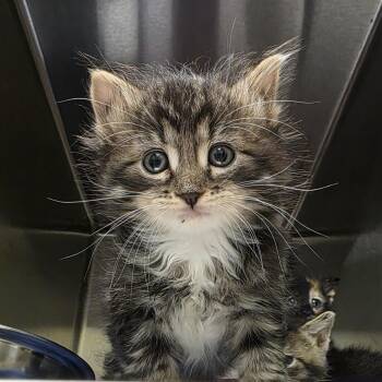 JWow -  Domestic Medium Hair Cat for Adoption in Keizer, Oregon - JWow | PetCurious
