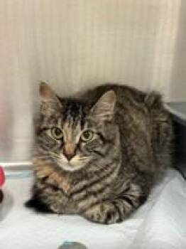 Esmeralda -  Domestic Medium Hair Cat for Adoption in Whitby, Ontario - Esmeralda | PetCurious