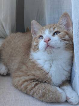 Rescue Domestic Short Hair Cats for Adoption in Wakefield, Quebec - Wasabi | PetCurious