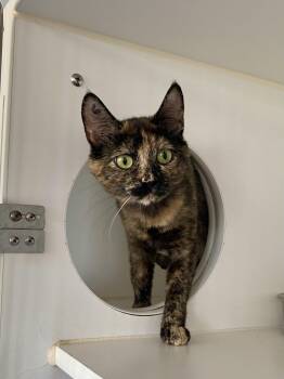 Della Duck -  Domestic Short Hair Cat for Adoption in Grass Valley, California - Della Duck | PetCurious