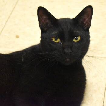 Rescue Domestic Short Hair Cats for Adoption in Waynesboro, Pennsylvania - Diego | PetCurious