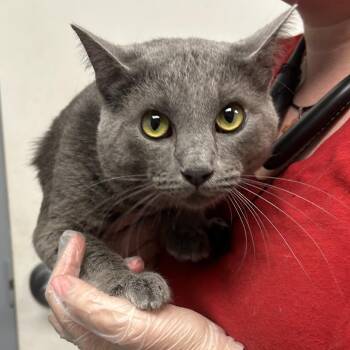 Oakley -  Domestic Short Hair Cat for Adoption in Birmingham, Alabama - Oakley | PetCurious