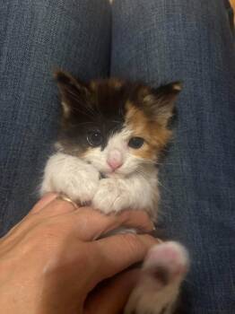 Calisto -  Domestic Medium Hair Cat for Adoption in Millcreek, Utah - Calisto | PetCurious