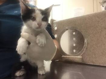 YUMI -  Domestic Short Hair Cat for Adoption in Riverside, California - YUMI | PetCurious