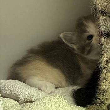 72229 -  Domestic Short Hair Cat for Adoption in Harrisonburg, Virginia - 72229 | PetCurious