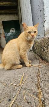 Max -  Domestic Short Hair Cat for Adoption in East Greenville, Pennsylvania - Max | PetCurious