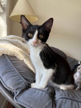 Sneezy -  Domestic Short Hair Cat for Adoption in Fort Belvoir, Virginia - Sneezy | PetCurious