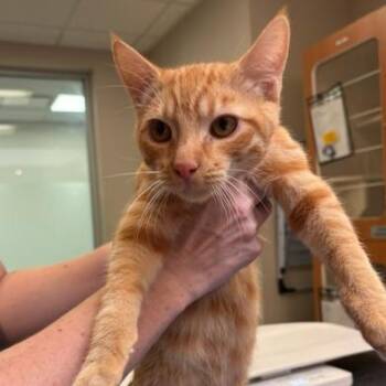 Scott -  Domestic Short Hair Cat for Adoption in Murray, Utah - Scott | PetCurious