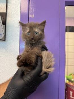 61668927 -  Domestic Long Hair Cat for Adoption in El Paso, Texas - 61668927 | PetCurious