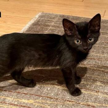 Lotta -  Domestic Short Hair Cat for Adoption in Spokane, Washington - Lotta | PetCurious