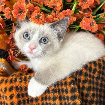 6/9/26 MaryAnn -  Domestic Short Hair Cat for Adoption in Stillwater, Oklahoma - 6/9/26 MaryAnn | PetCurious