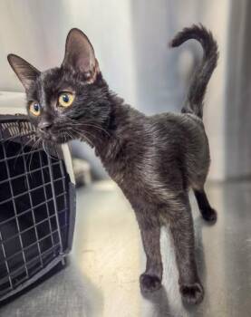 Isabel -  Domestic Medium Hair and Domestic Short Hair Cat for Adoption in Fresno, California - Isabel | PetCurious
