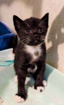 Rescue Tuxedo Cats for Adoption in Granite Falls, North Carolina - Petunia | PetCurious