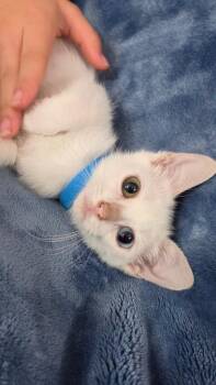 Emmett -  Domestic Short Hair Cat for Adoption in San Antonio, Texas - Emmett | PetCurious