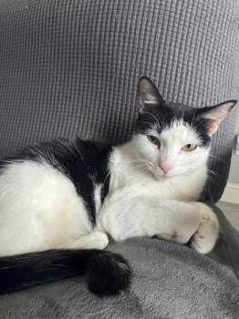 Brie -  Domestic Short Hair Cat for Adoption in Parlier, California - Brie | PetCurious