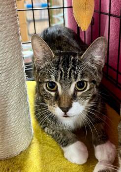 Rescue Domestic Short Hair Cats for Adoption in Sherwood, Oregon - Checkers K | PetCurious