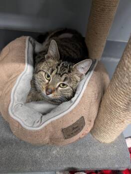 Domestic Short Hair Cats Available for Adoption - Dora | PetCurious