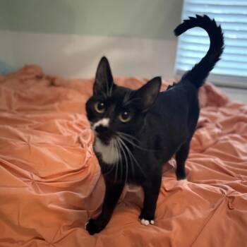 Domestic Short Hair Cats Available for Adoption in Titusville, Florida - Lulu | PetCurious