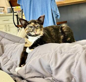 Daisy -  Domestic Short Hair Cat for Adoption in Oceanside, California - Daisy | PetCurious
