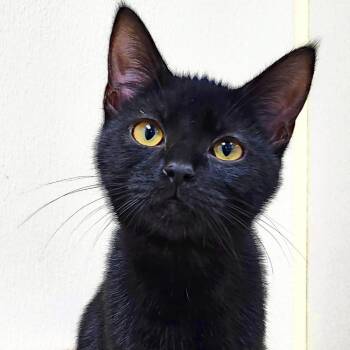 Rescue Domestic Medium Hair Cats for Adoption in Grayling, Michigan - Gordita | PetCurious