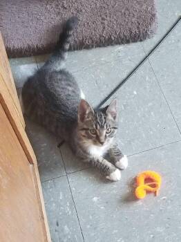 Tabby Cats Available for Adoption - CANE | PetCurious