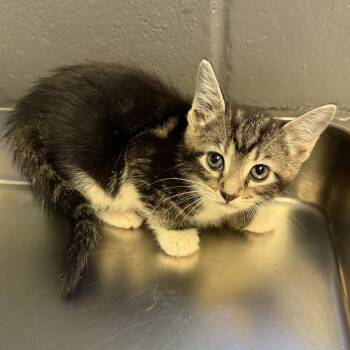 TUSC-Stray-85017_2 -  Domestic Short Hair Cat for Adoption in Tuscaloosa, Alabama - TUSC-Stray-85017_2 | PetCurious