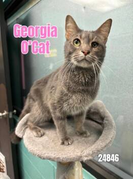 Rescue Domestic Short Hair Cats for Adoption in Oak Ridge, Tennessee - Georgia O'Cat | PetCurious