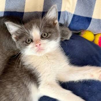 Broadway -  Domestic Short Hair Cat for Adoption in Reno, Nevada - Broadway | PetCurious