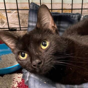 Domestic Short Hair Cats Available for Adoption - Opal | PetCurious