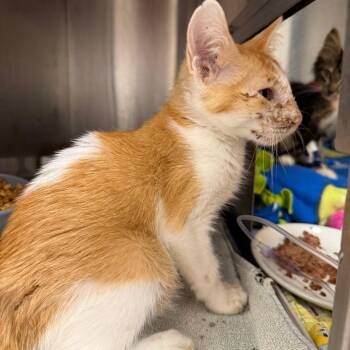 Hydroflask -  Domestic Short Hair Cat for Adoption in Austin, Texas - Hydroflask | PetCurious